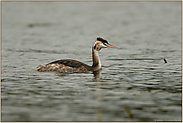 im Schlichtkleid...  Haubentaucher juv. *Podiceps cristatus*