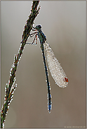 im hohen Gras...  Gemeine Binsenjungfer *Lestes sponsa*