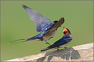 Rauchschwalbenbalz... *Hirundo rustica*