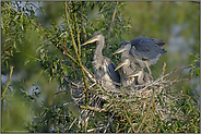 Nesthocker... Graureiher *Ardea cinerea*