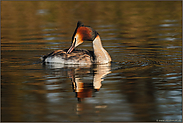 Gefiederpflege...   Haubentaucher *Podiceps cristatus*