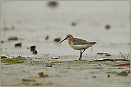 entfernt... Sichelstrandläufer *Calidris ferruginea*