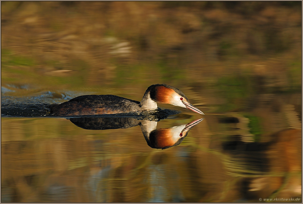 eilig...  Haubentaucher *Podiceps cristatus*