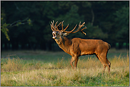 im Abendlicht... Rothirsch *Cervus elaphus*