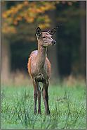 auf der Lichtung... Hirschkuh *Cervus elaphus*