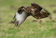 Kraftvoll... Mäusebussard *Buteo buteo*