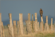 Kulturfolger... Mäusebussard *Buteo buteo*