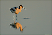 Spiegelung... Säbelschnäbler * Recurvirostra avosetta*