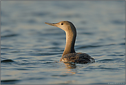 seltener Wintergast... Sterntaucher, juv. *Gavia stellata*