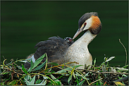 stolze Mama...  Haubentaucher *Podiceps cristatus*