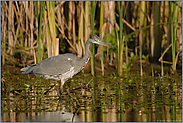 auf Nahrungssuche ... Graureiher *Ardea cinerea*