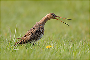 lautstark... Uferschnepfe *Limosa limosa*