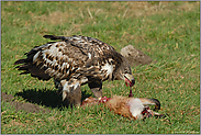 kurz vor dem Abflug... Seeadler, juv. *Haliaeetus albicilla* (11/11)