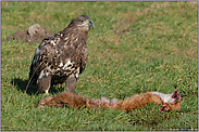 am Fuchs... Seeadler, juv. *Haliaeetus albicilla* (5/11)