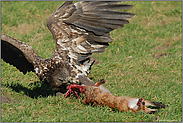 kraftvoll... Seeadler, juv. *Haliaeetus albicilla* (6/11)