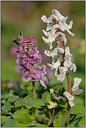 Frühjahr... Hohler Lerchensporn *Corydalis cava*