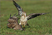 Angriff... Mäusebussard *Buteo buteo*