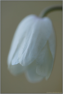 zart... Buschwindröschen *Anemone nemorosa*