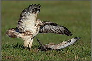 Machtverhältnisse... Mäusebussarde *Buteo buteo*