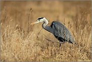 auf der Jagd... Graureiher *Ardea cinerea*