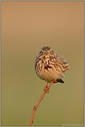 der Sonne entgegen... Grauammer *Emberiza calandra*