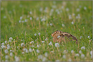 Mümmelmann... Feldhase *Lepus europaeus*