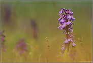 helle Farbvariante... Kleines Knabenkraut *Orchis morio*