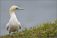 auf Helgoland... Basstölpel *Morus bassanus*