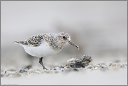 bei der Nahrungssuche...  Sanderling *Calidris alba*