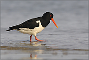 ganz nah... Austernfischer *Haematopus ostralegus*