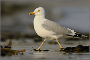 zwischen Kraut und Seetang... Silbermöwe *Larus argentatus*