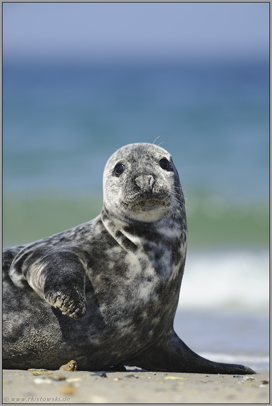 Lass Mal Kegelrobbe Halichoerus Grypus