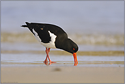 kräftiger Schnabel... Austernfischer *Haematopus ostralegus*