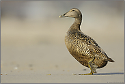 den Strand entlang... Eiderente *Somateria mollissima*