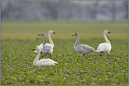 Wintergäste am Niederrhein... Zwergschwäne *Cygnus bewickii*