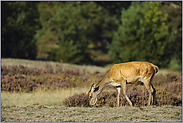 das Rottier... Rotwild *Cervus elaphus*