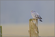 aufgeplustert... Hohltaube *Columba oenas*