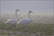 weiches Gegenlicht... Singschwäne *Cygnus cygnus*