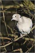 Einwanderer... Türkentaube *Streptopelia decaocto*