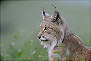 die Alte... Eurasischer Luchs *Lynx lynx*