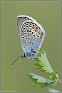 die Flügelunterseite... Argusbläuling *Plebejus argus*