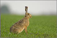 Wurfzeit... Feldhase *Lepus europaeus*