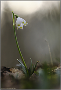 bald wird's Frühling... Maerzenbecher *Leucojum vernum*