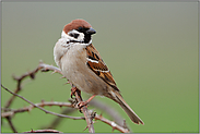 stets hibbelig... Feldsperling *Passer montanus*