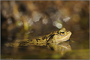 Krötenhochzeit... Erdkröte *Bufo bufo*