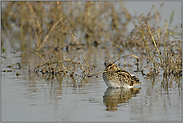 bei der Rast... Bekassine *Gallinago gallinago*