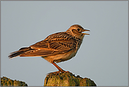 frühmorgendlicher Gesang... Feldlerche *Alauda arvensis*