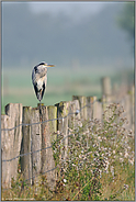 bessere Übersicht... Graureiher *Ardea cinerea*