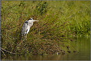 bewegungslos... Graureiher *Ardea cinerea*