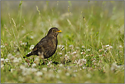 allgegenwärtig... Amsel *Turdus merula*